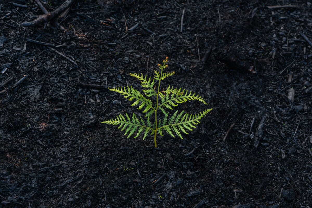 Fern growing from the Ashes